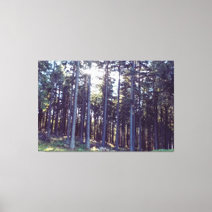 Light Between the Pines - Wild Nature Romania Canvas Print