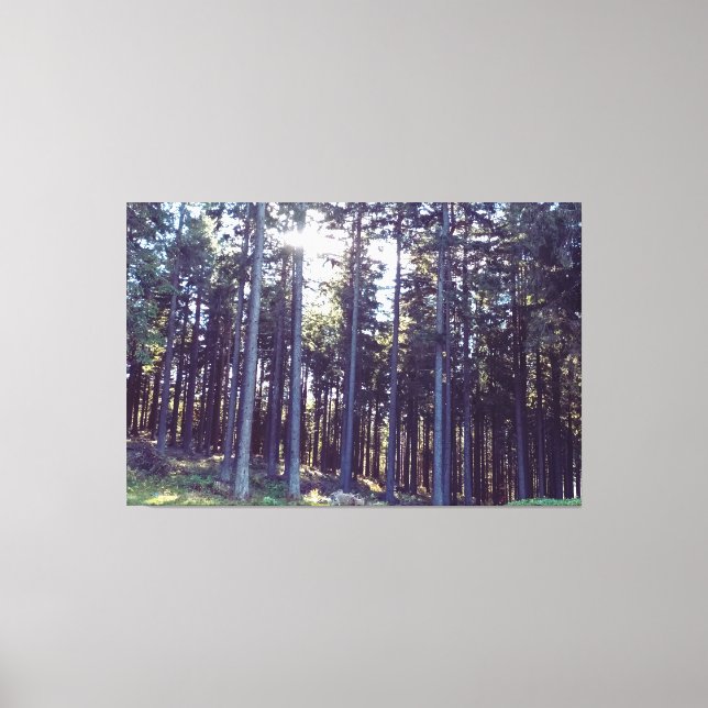 Light Between the Pines - Wild Nature Romania Canvas Print (Front)