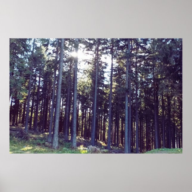 Light Between the Pines - Wild Nature Romania Poster (Front)