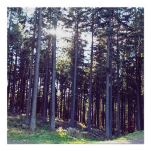 Light Between the Pines - Wild Nature Romania Poster
