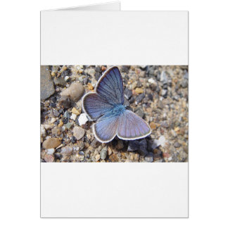 Light blue butterfly