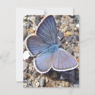 Light blue butterfly