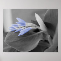 Light Blue Flower Buds Colour Splash Photo
