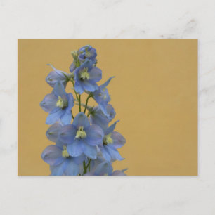 Light-Blue Larkspur Postcard