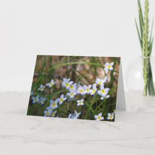 Light Blue Yellow Flowers Nature Photography Blank Card