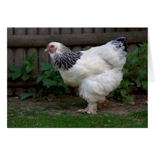 Light Brahma Hen (Front Horizontal)