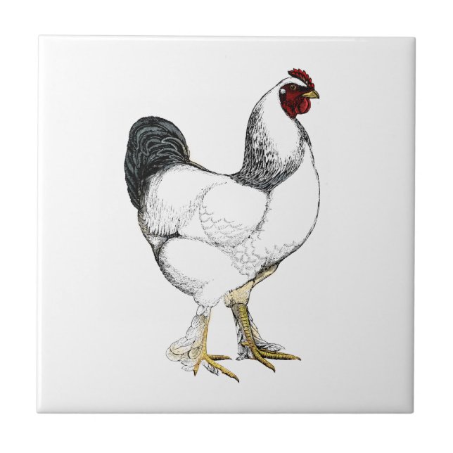 Light Brahma Rooster - Elegant Vintage Chicken Tile (Front)