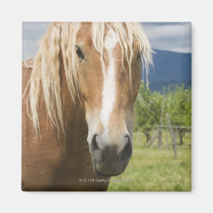 Light Brown Horse Magnet