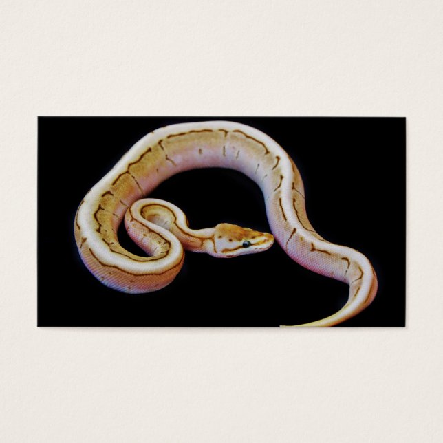 Light Coloured Ball Python (Front)