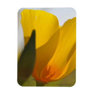 Light Filled Poppy Magnet