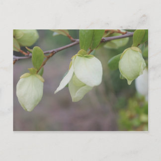 Light Green Flowers Postcard