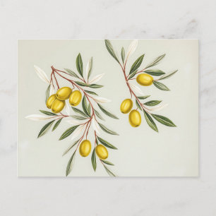Light Green Olive Branches Illustration Elegant Postcard