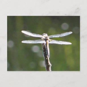 Light grey dragonfly postcard
