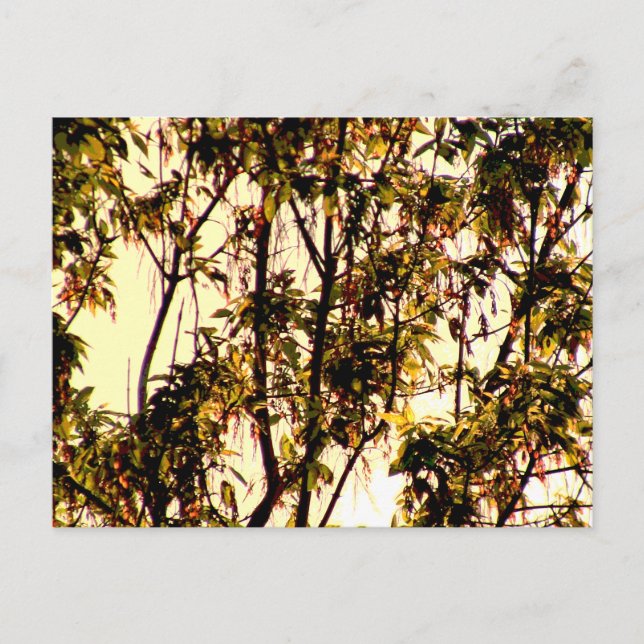 Light of Dawn thru Maple Leaves and Flowers Postca Postcard (Front)