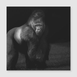 Light on Strength – Silverback Gorilla