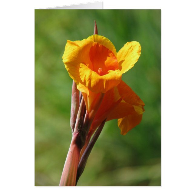 Light orange (Front)