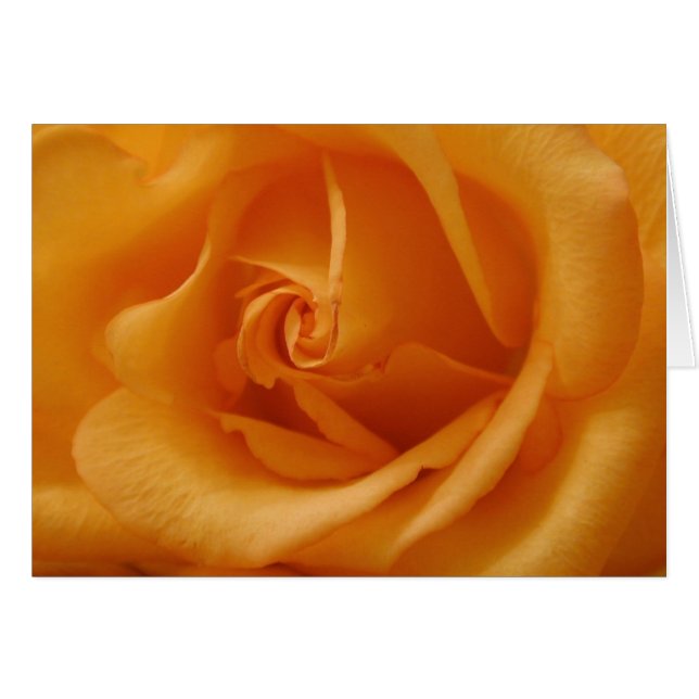 Light Orange Rose (Front Horizontal)