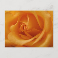 Light Orange Rose