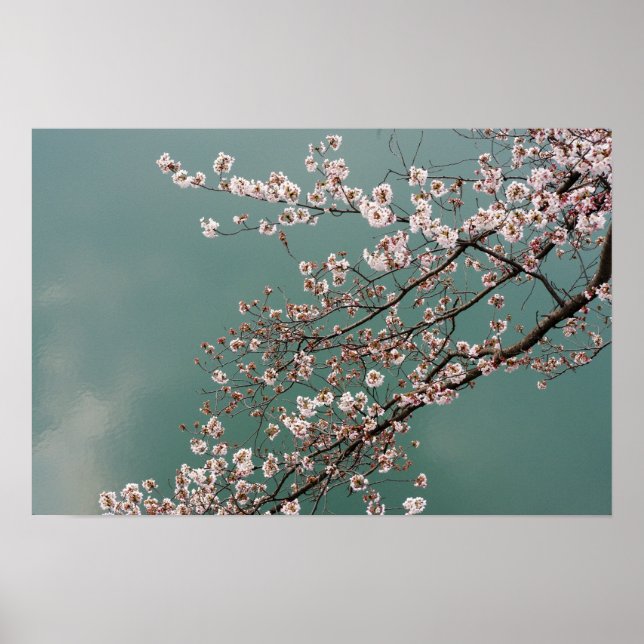 Light pink cherry blossoms on turquois background poster (Front)