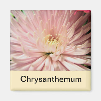 light pink chrysanthemum flower magnet