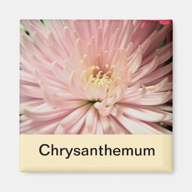 light pink chrysanthemum flower magnet (Front)