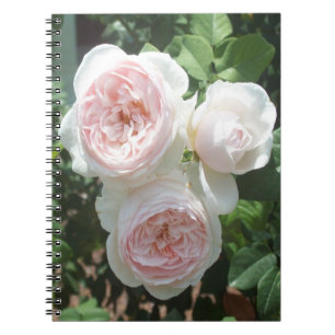 Light Pink English Roses Spiral Photo Notebook