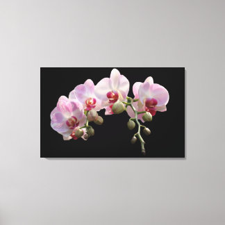light pink orchid flowers canvas print