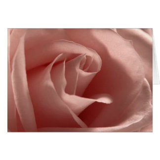 Light-Pink-Rose