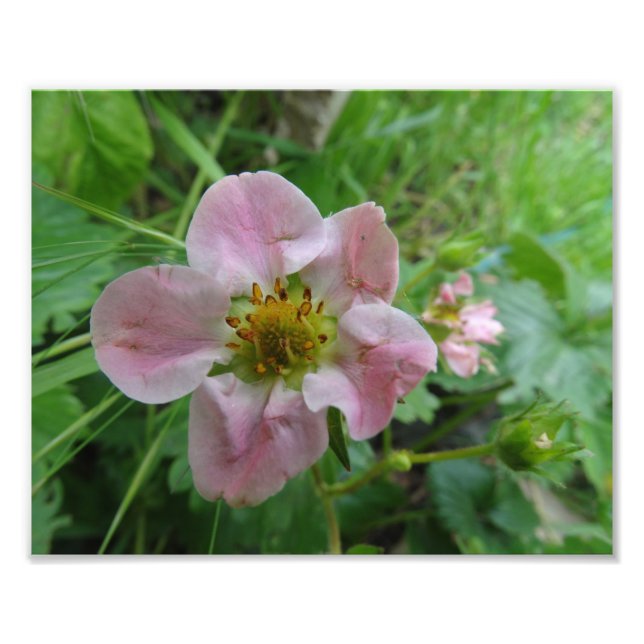 Light Pink Strawberry Blossom Floral  Photo Print (Front)