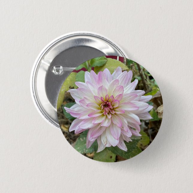 Light Pink Tipped Dahlia 6 Cm Round Badge (Front & Back)