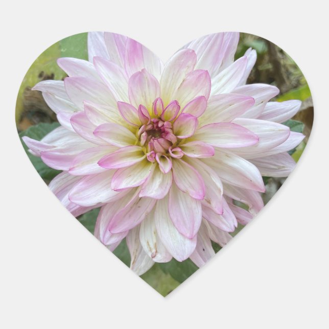 Light Pink Tipped Dahlia Heart Sticker (Front)