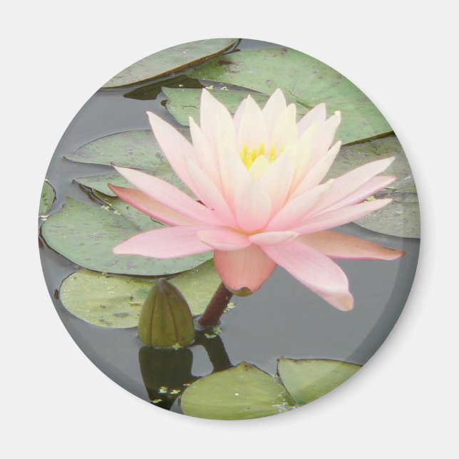 Light Pink Water Lily Round Magnet (Front)
