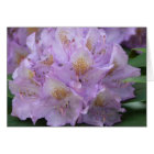 Light Plum Rhododendron in Spring