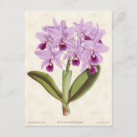 Light Purple Cattleya Orchid Vintage Botanical