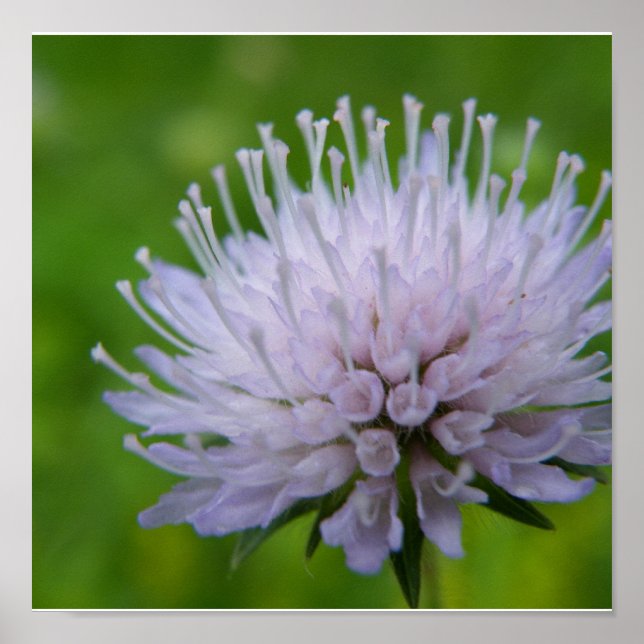 Light purple flower poster (Front)