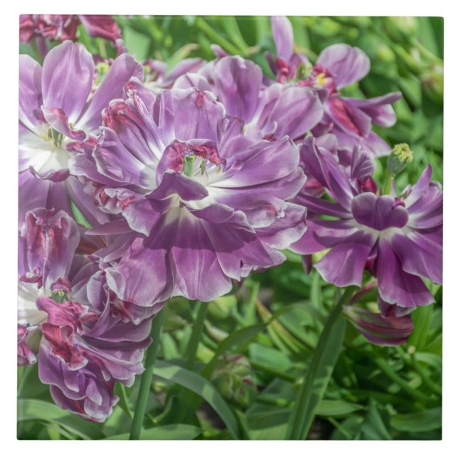 Light purple flowers ceramic tile (Front)