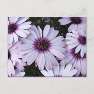 Light Purple Flowers with Purple Background Postcard
