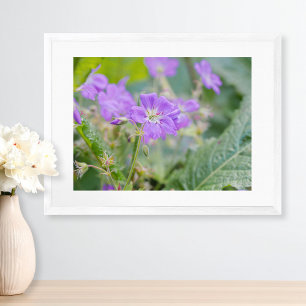 Light Purple Geranium Wildflower Botanical Photo Poster