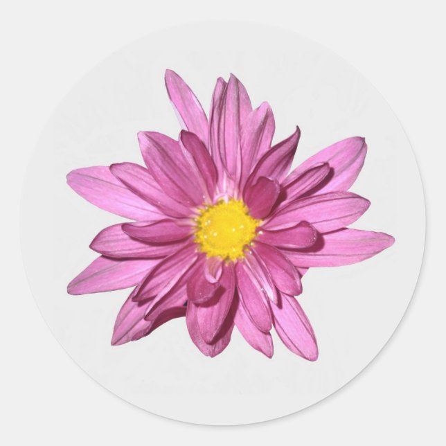 Light Purple Gerbera Stickers (Front)