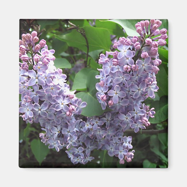 Light purple lilacs Photo Magnet (Front)