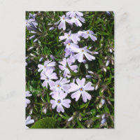 Light Purple Periwinkle Flowers