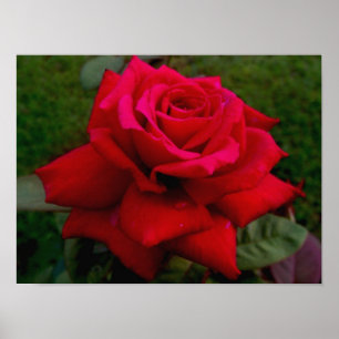Light Red Rose Poster