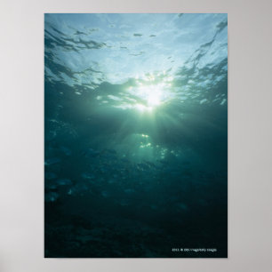 Light shining on coral reef and school of fish poster