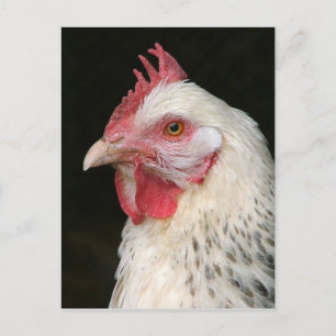 Light sussex chicken postcard