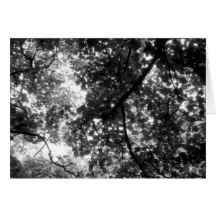 Light Through the Trees