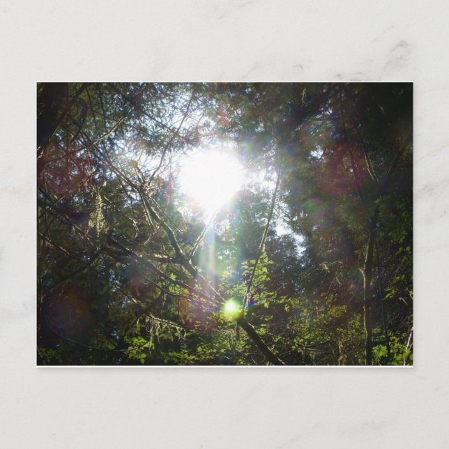 Light through the trees postcard (Front)