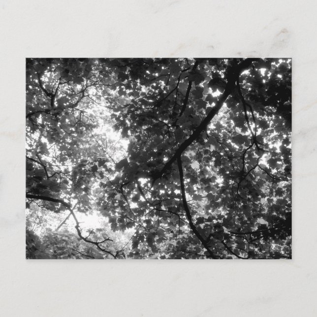 Light Through the Trees Postcard (Front)