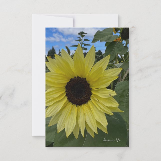 Light Yellow Sunflower & Blue Skies Card (Front)