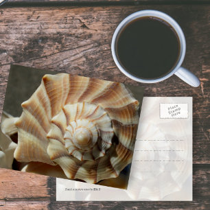 Lighting Whelk Shell Photography Postcard