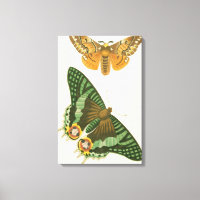 Lightly Bordered Butterfly Painting